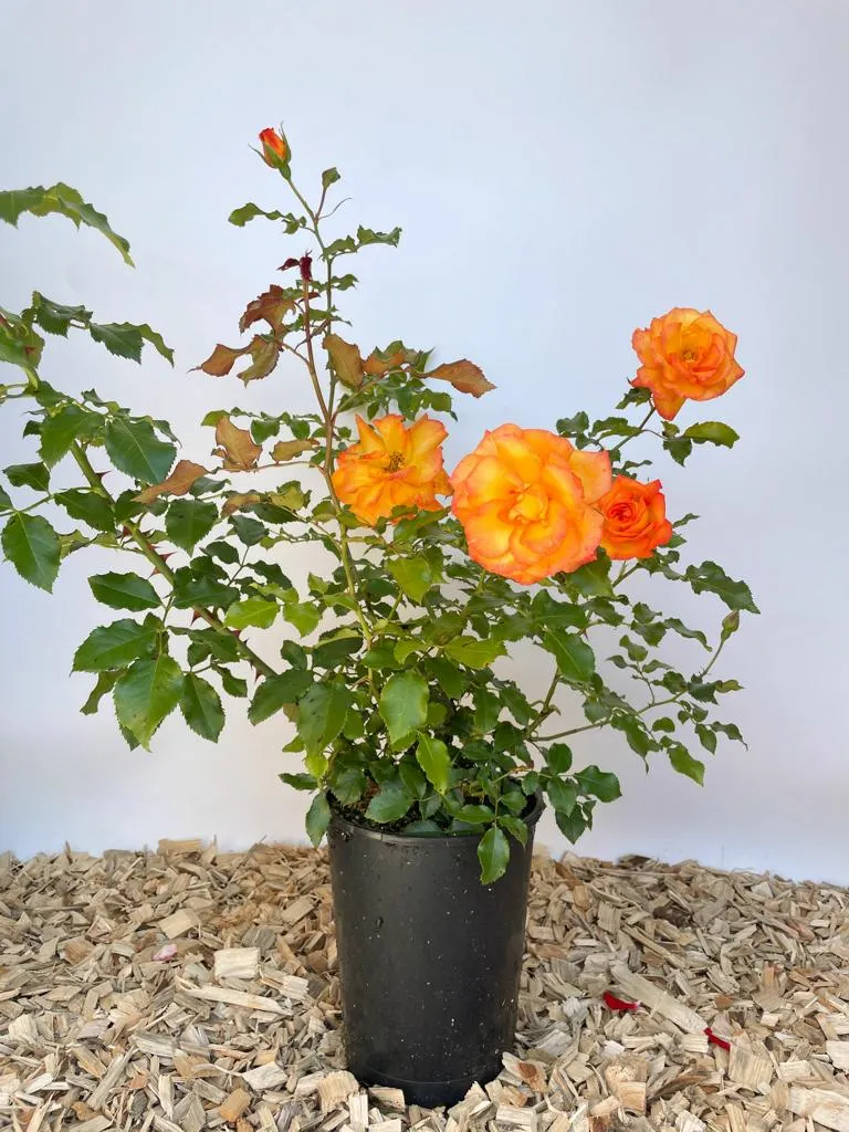 Strauchrose 'Sahara'®