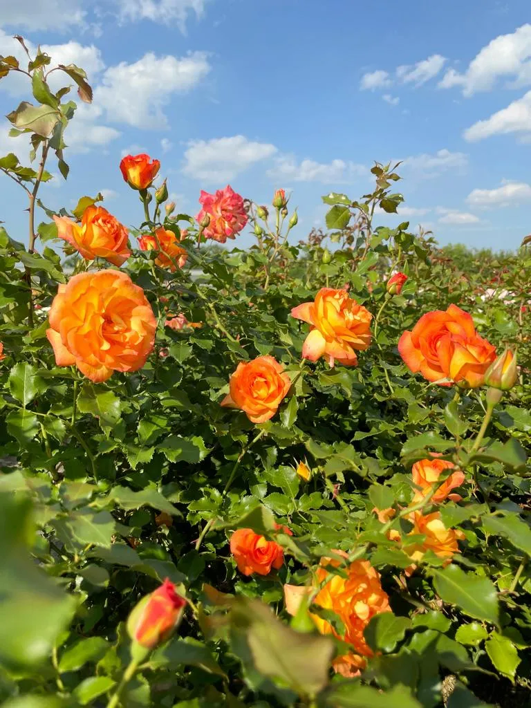 Strauchrose 'Sahara'®
