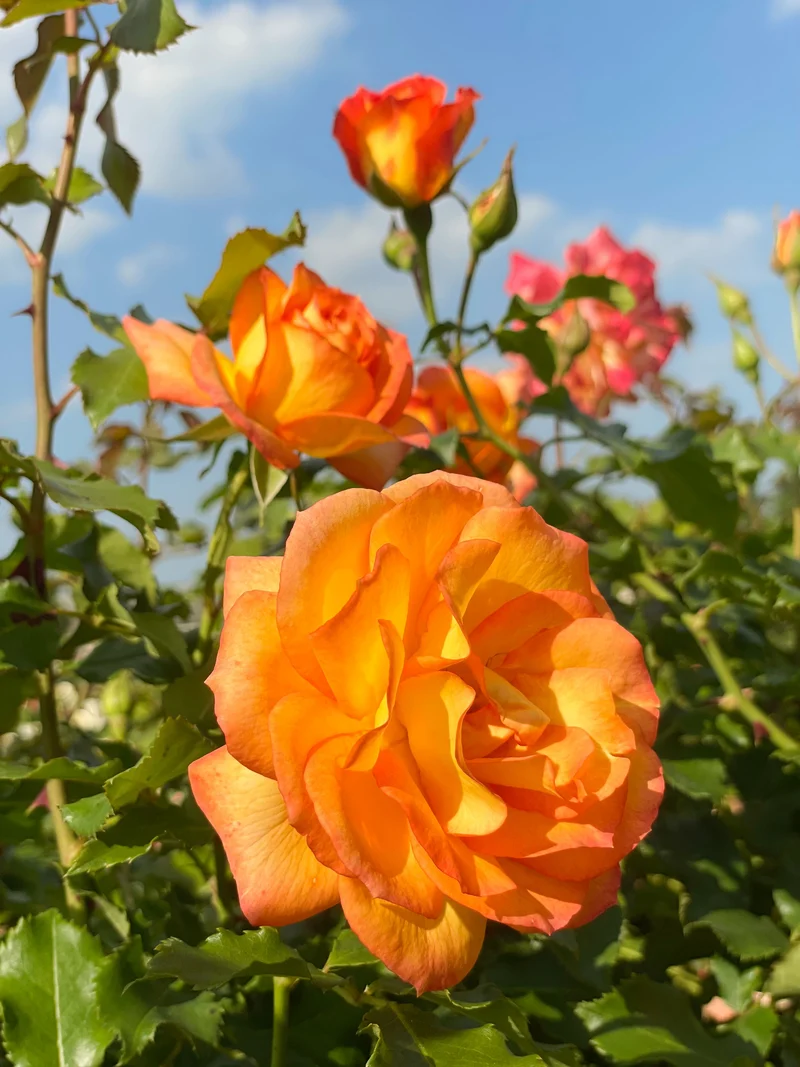 Strauchrose 'Sahara'®