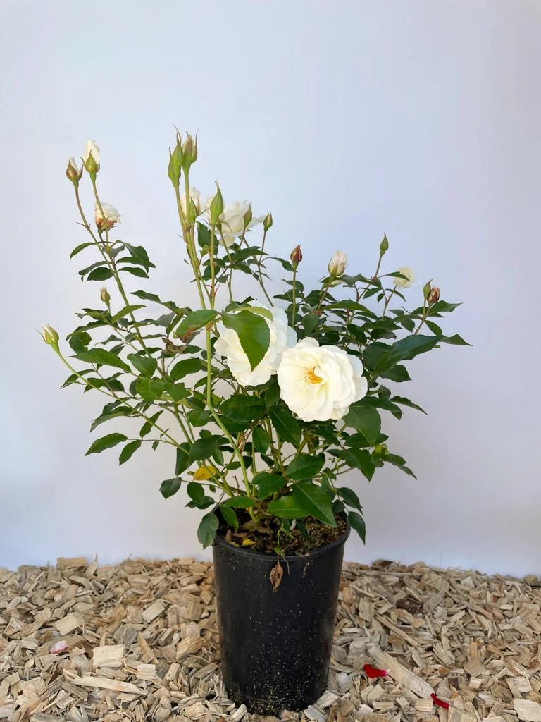 Strauchrose 'Schneewittchen'®