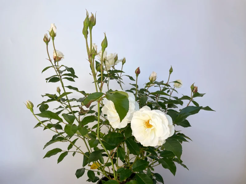 Strauchrose 'Schneewittchen'®