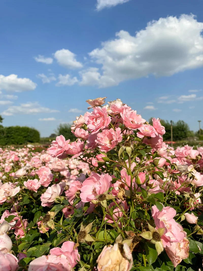 Bodendeckerrose 'Sommerwind'®