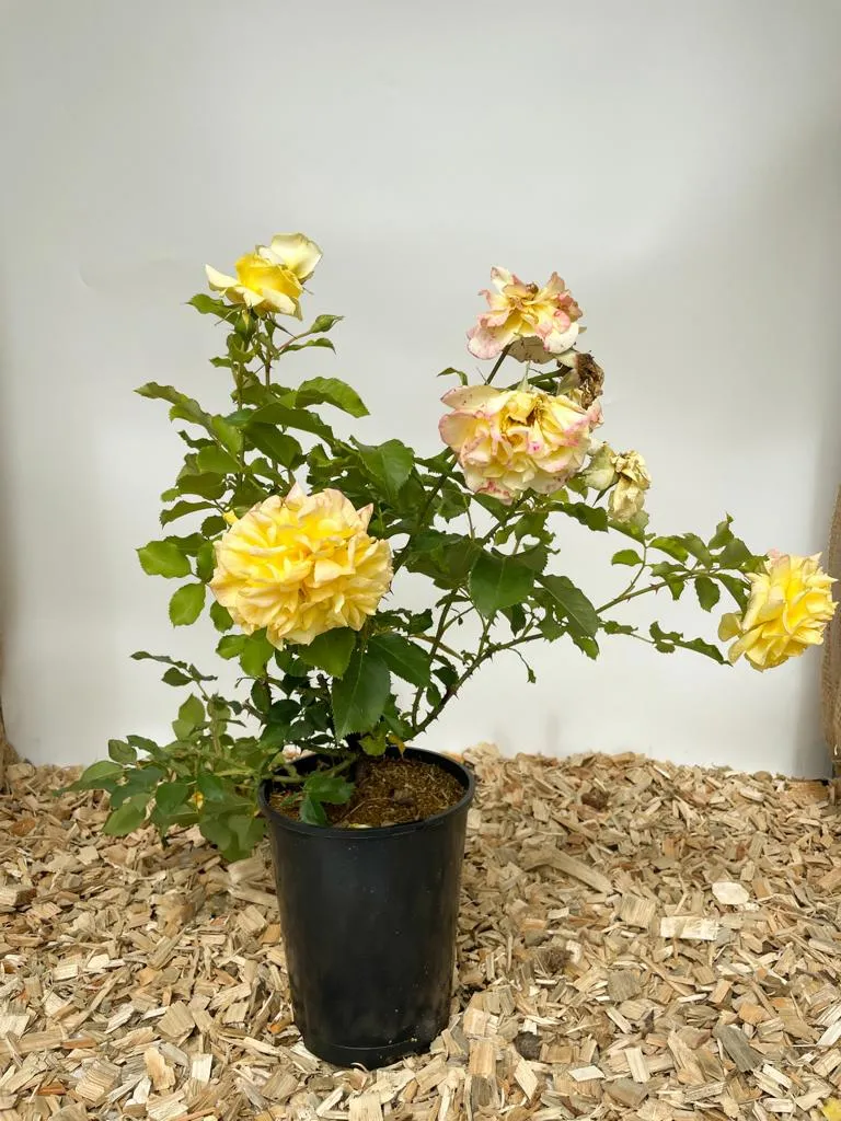 Edelrose 'Sterntaler'®