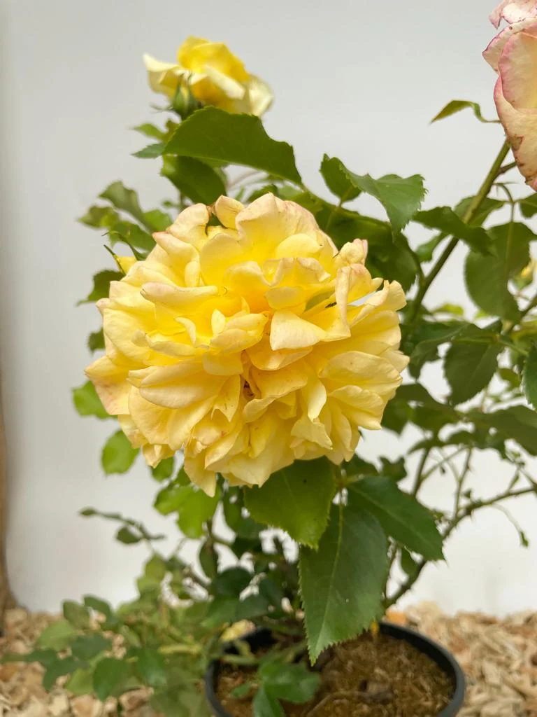 Edelrose 'Sterntaler'®