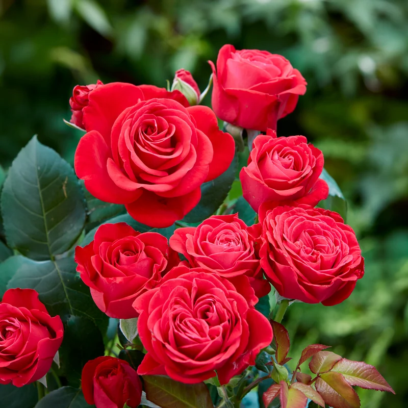Rose Dominica ® Intercomdoor