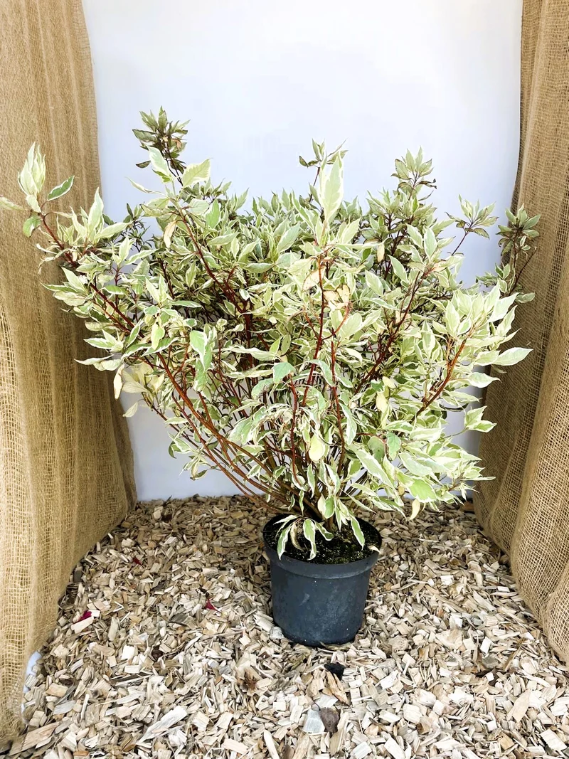 Hartriegel Ivory Halo - Topf-/Containerpflanzen