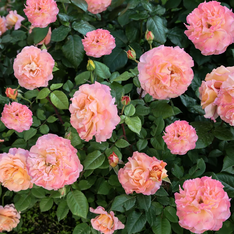 Edelrose 'Augusta Louise'