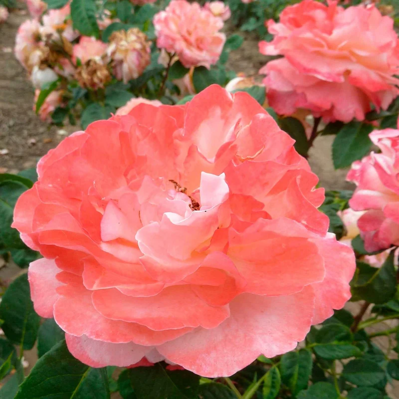 Edelrose 'Augusta Louise'