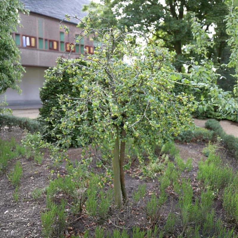 Weisse Stachelbeere auf Stamm