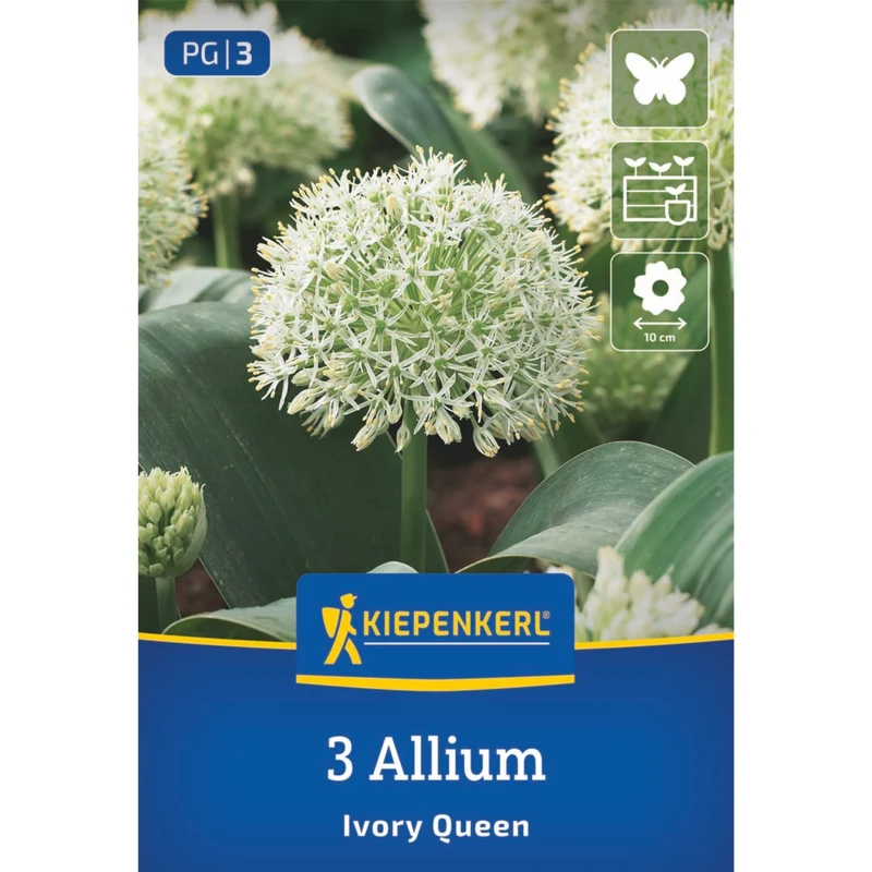 Kiepenkerl Zierlauch 'Ivory Queen'