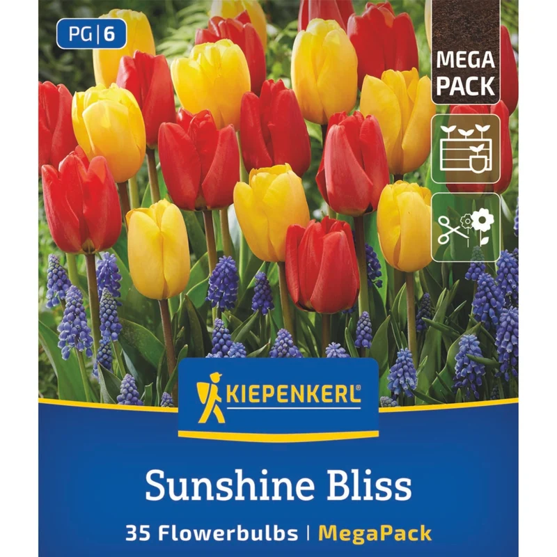 Kiepenkerl Blumenzwiebelmischung "Sunshine Bliss Mix", Mega-Pack