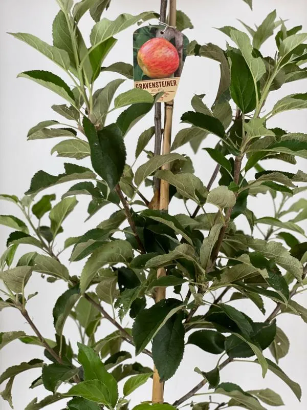 Sommerapfel Gravensteiner