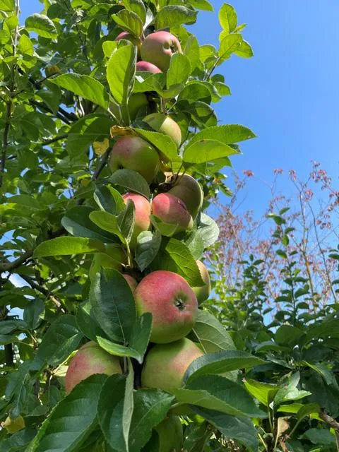 Apfel Familienbaum in 4 Sorten