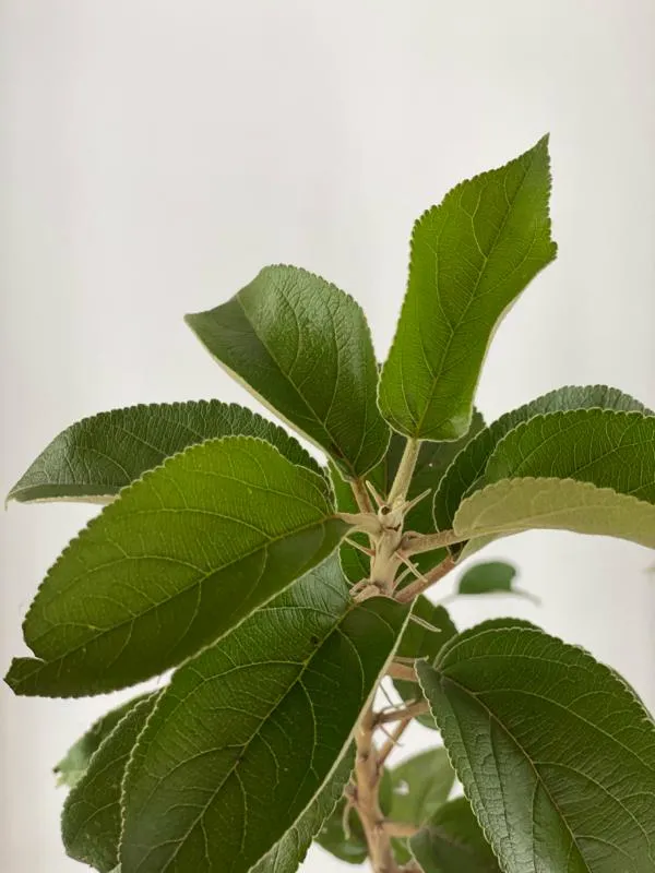 Apfel Familienbaum in 3 Sorten