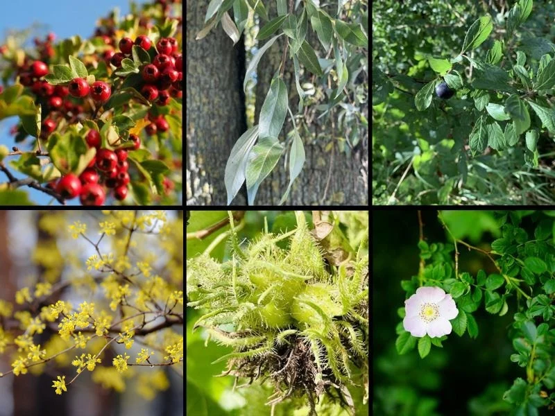 Themenpaket - "Pferdehecke"