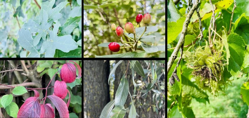 Themenpaket - "Heimische Wildsträucher"