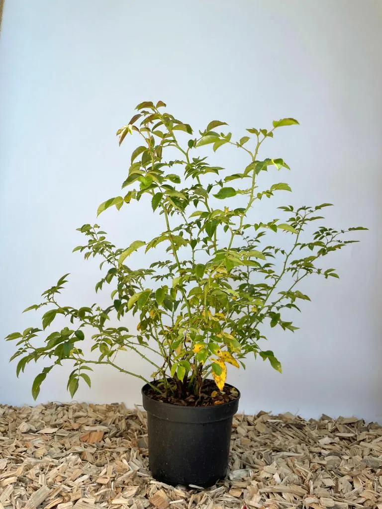 Hundsrose (Heckenrose) - Topf/Containerpflanzen