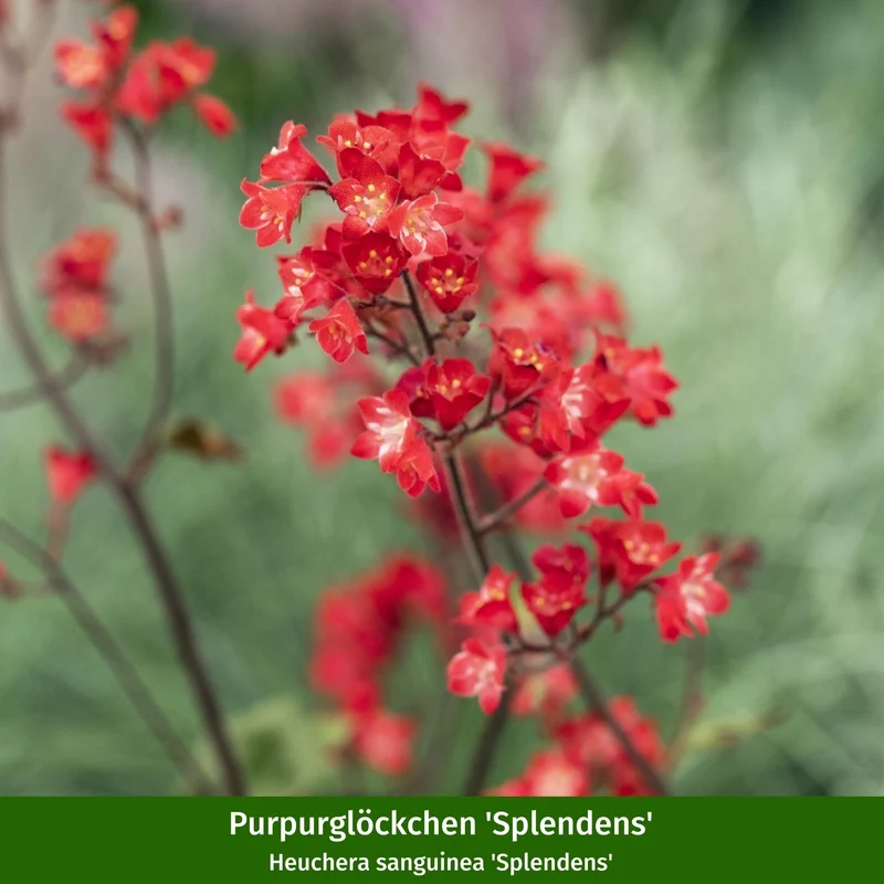 Pflanzen-Set "Mini-Entree für den schattigen Vorgarten"