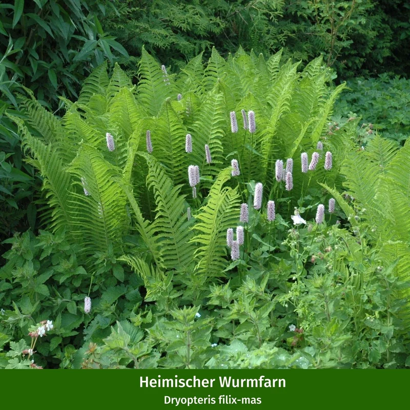 Pflanzen-Set "Mini-Entree für den schattigen Vorgarten"