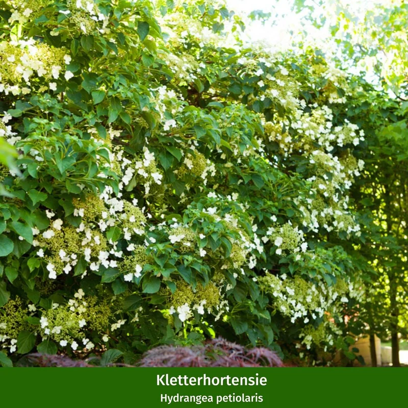 Pflanzen-Set "Mini-Entree für den schattigen Vorgarten"