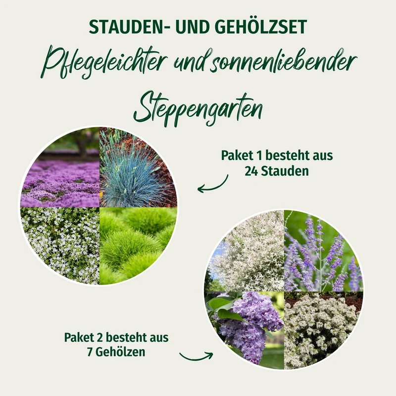 Paket 1 von 2 "Pflegeleichter und sonnenliebender Steppengarten"