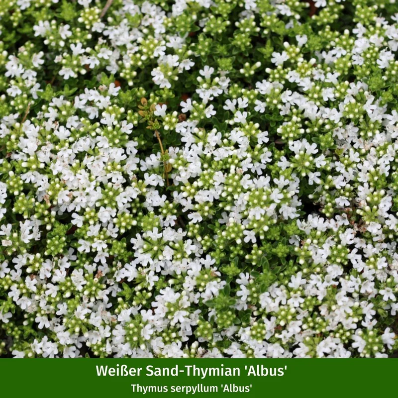 Pflanzen-Set "Pflegeleichter und sonnenliebender Steppengarten"