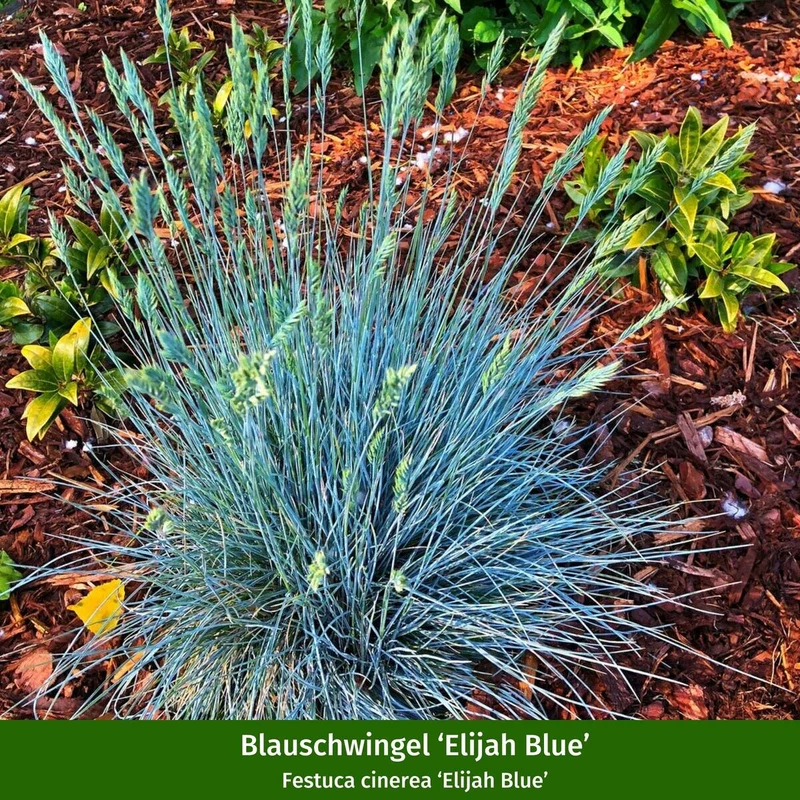 Pflanzen-Set "Pflegeleichter und sonnenliebender Steppengarten"