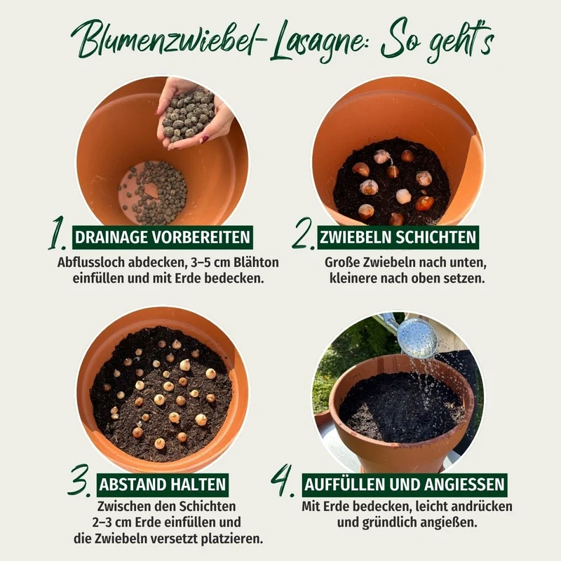 Kiepenkerl Blumenzwiebelmischung Lasagne-Mix "Königliche Frühlingspracht"