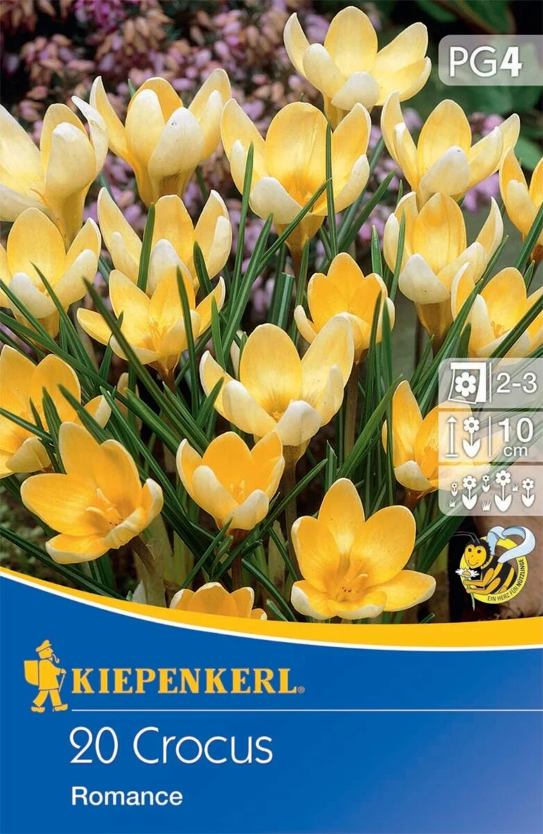 Kiepenkerl Wildkrokus 'Romance'