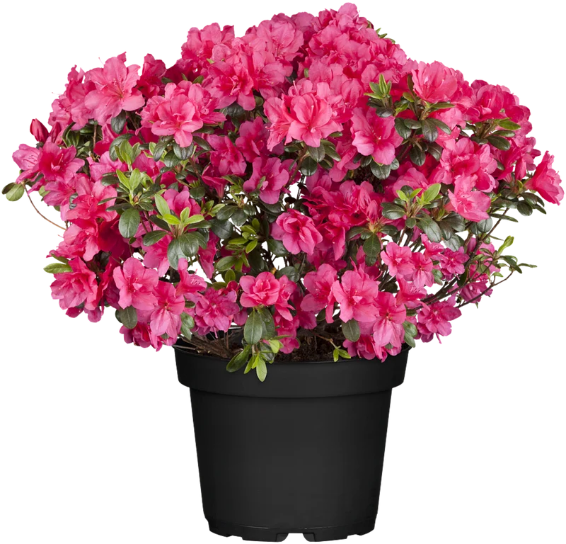 Japanische Azalee 'Canzonetta'