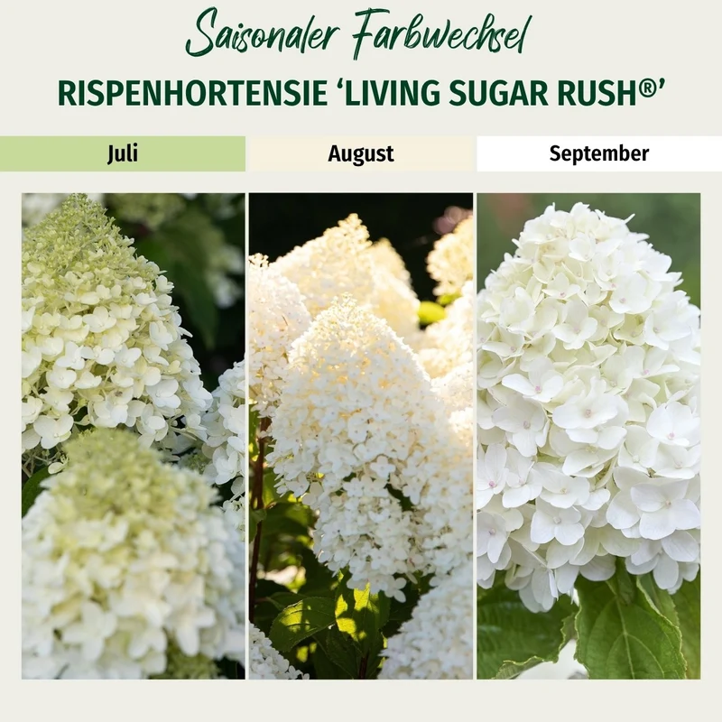 Rispenhortensie 'Living Sugar Rush®'