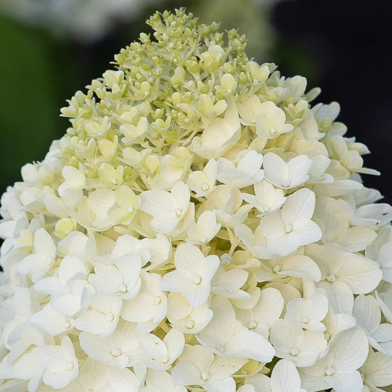 Rispenhortensie 'Living Sugar Rush®'