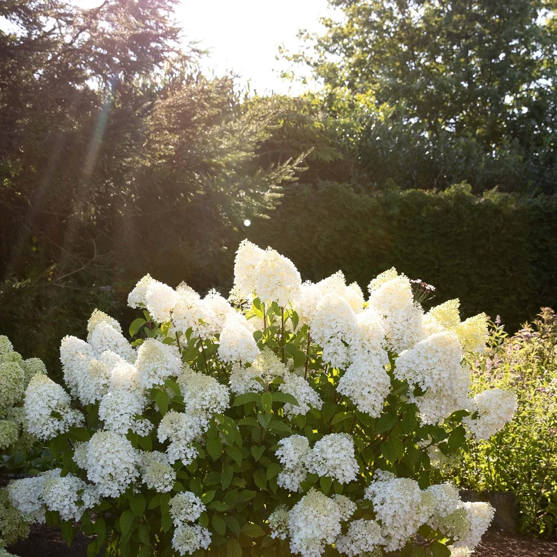 Rispenhortensie 'Living Sugar Rush®'