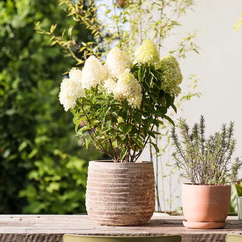 Rispenhortensie 'Living Sugar Rush®'