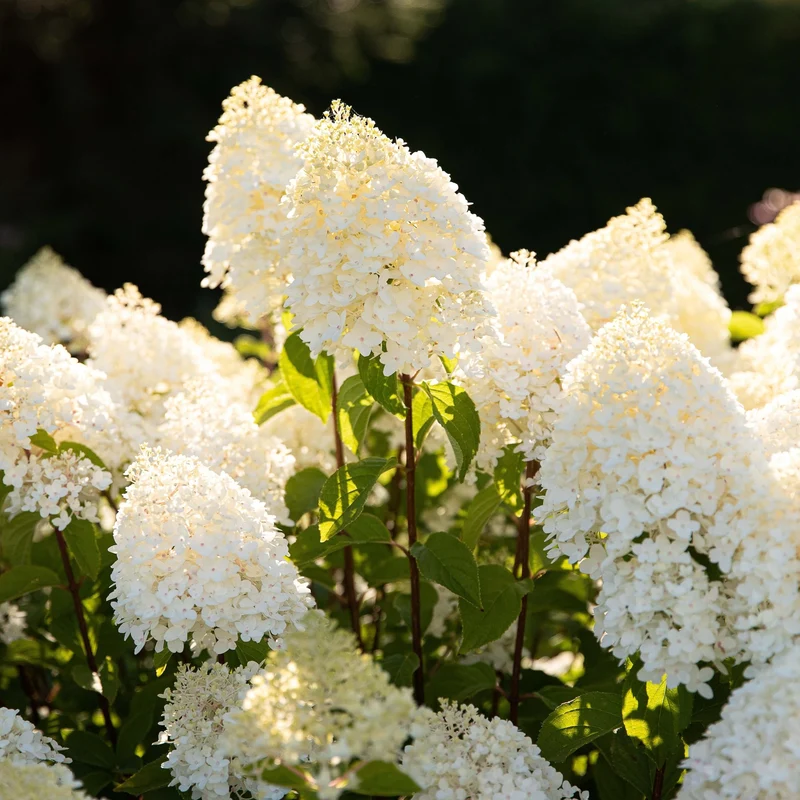 Rispenhortensie 'Living Sugar Rush®'
