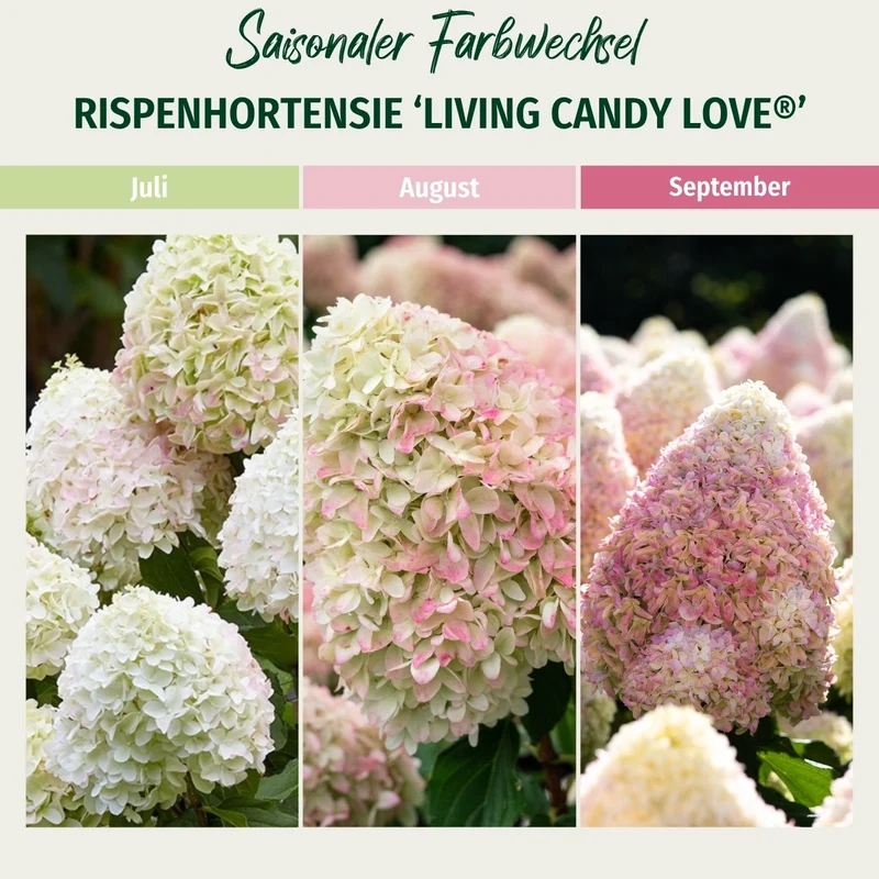 Rispenhortensie 'Living Candy Love®'