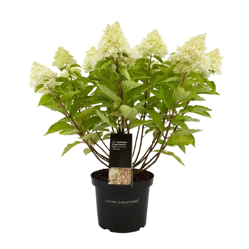 Rispenhortensie 'Living Candy Love®'