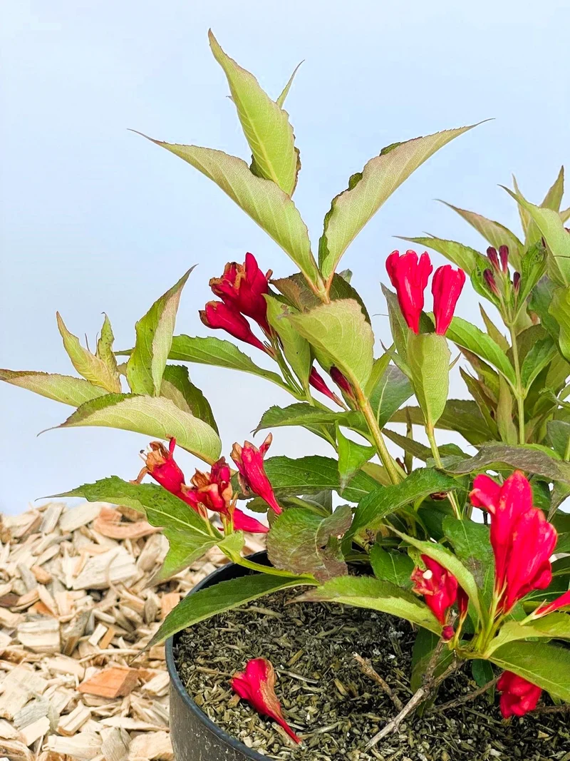 Weigelie All Summer Red - Topf-/Containerpflanzen