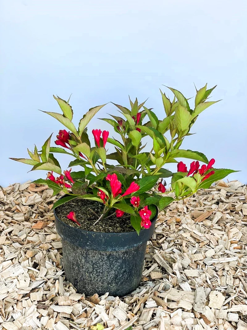 Weigelie All Summer Red - Topf-/Containerpflanzen