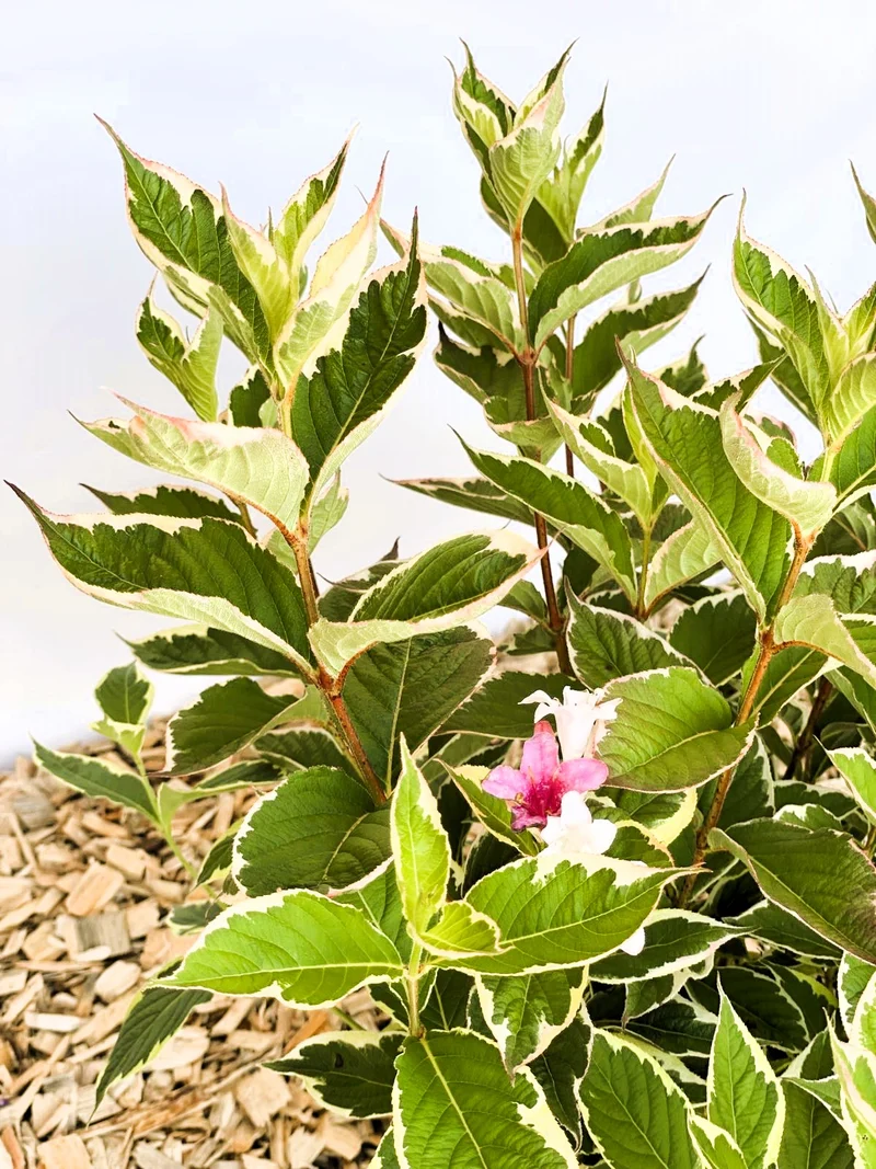 Weigelie Florida Nana Variegata - Topf-/Containerpflanzen