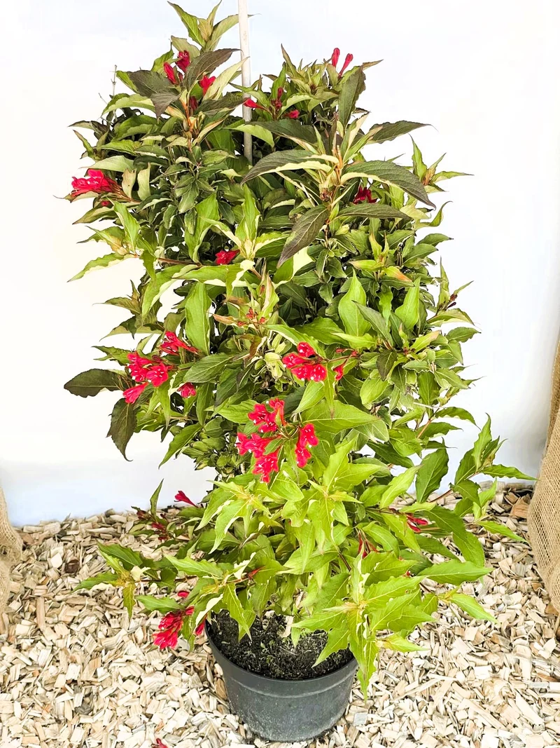 Weigelie Red Prince - Topf-/Containerpflanzen