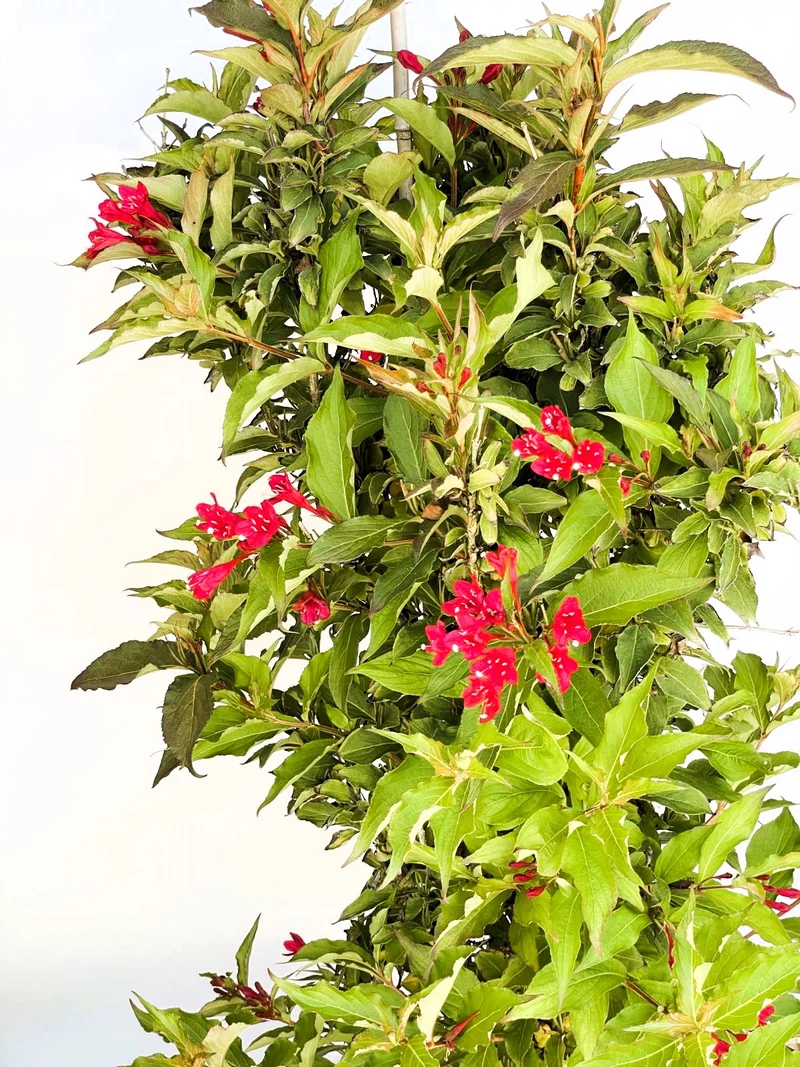 Weigelie Red Prince - Topf-/Containerpflanzen