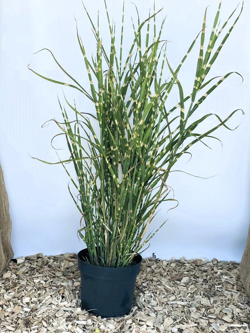 Zebra-Chinaschilf - Topf-/Containerpflanzen