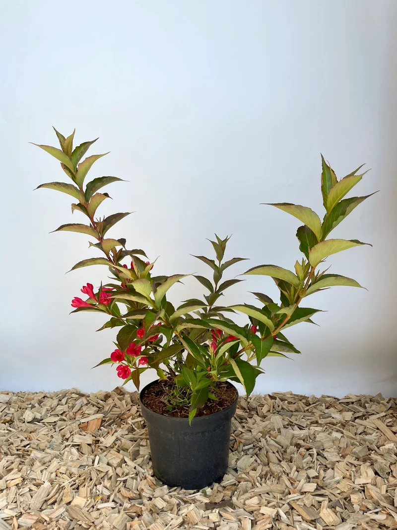 Rosa Weigelie - Topf/Containerpflanzen