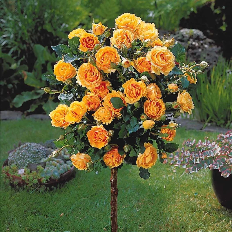 Hochstammrose ‘Sunsilk’