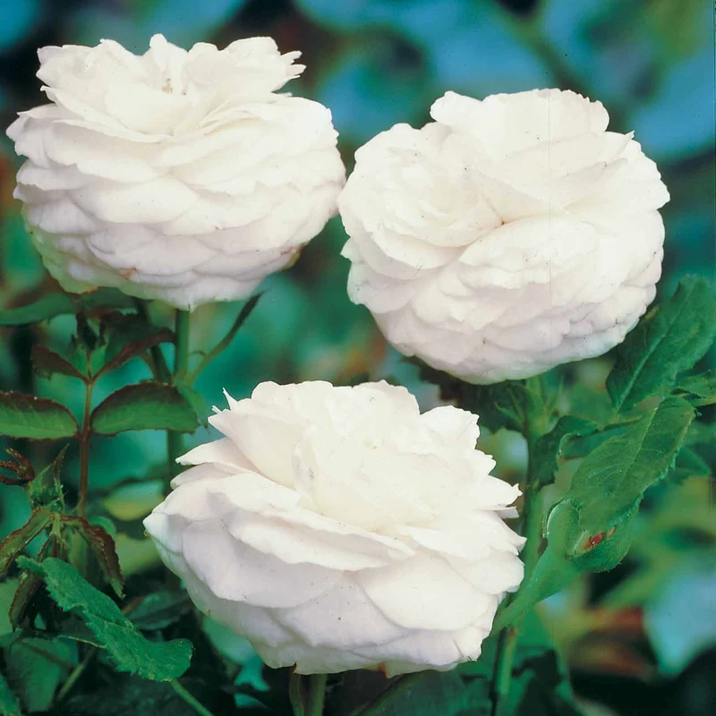 Strauchrose ‘Boule de Neige’