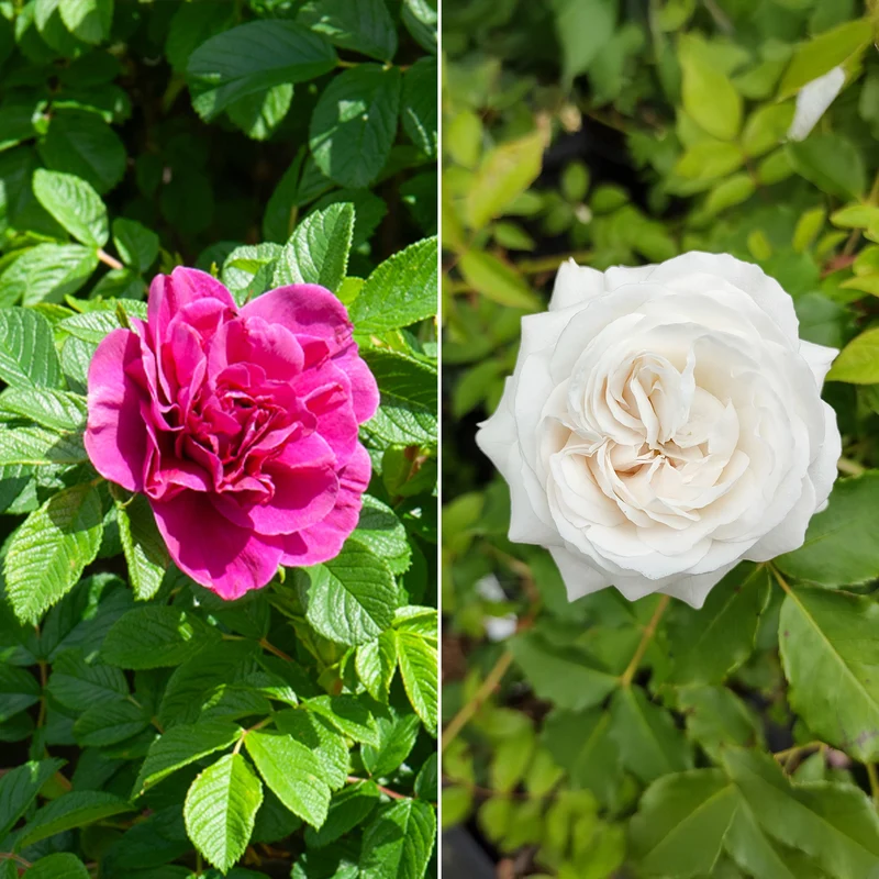 Botanische Rosen (x2)