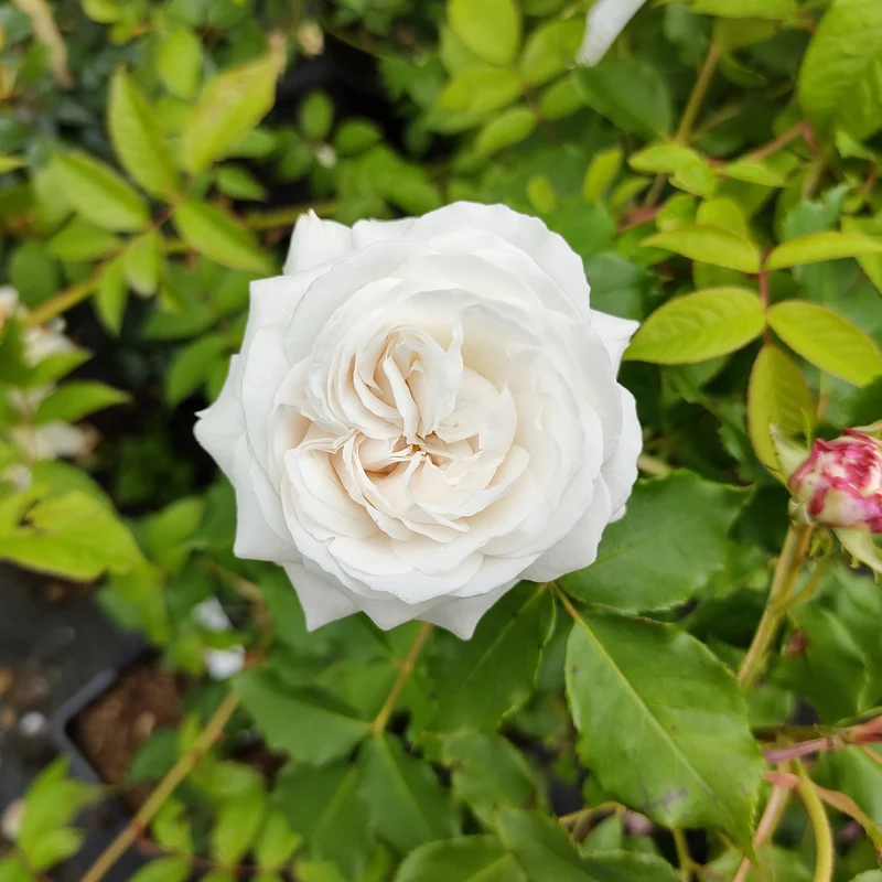 Botanische Rosen (x2)