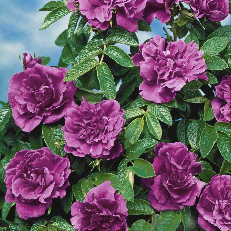 Botanische Rosen (x2)