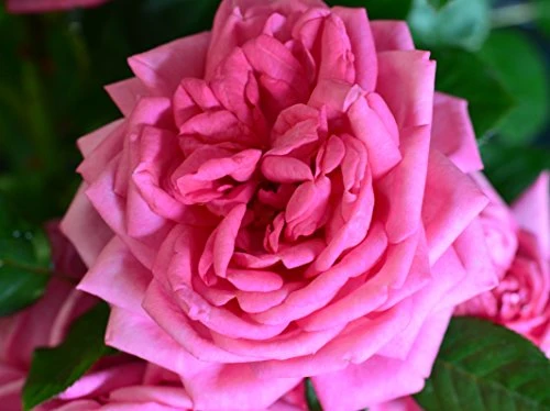 Nostalgie Edelrose Augusta Luise jetzt ca. 40 cm hoch
